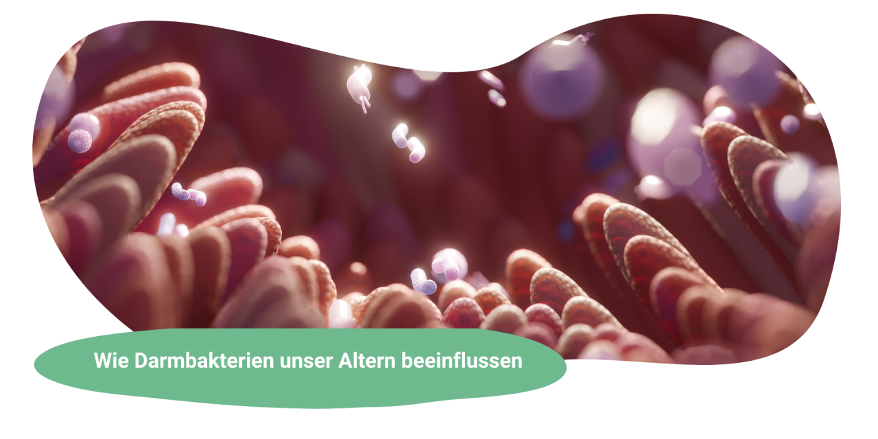 Langlebig durchs Mikrobiom: Wie Darmbakterien unser Altern beeinflussen