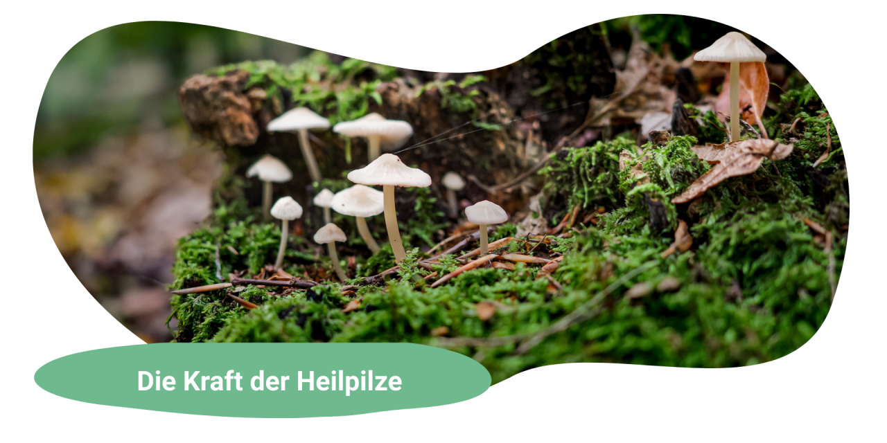 Heilpilze -Was wissenschaftlich bewiesen hilft – und was Du realistisch erwarten kannst