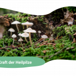 Heilpilze -Was wissenschaftlich bewiesen hilft – und was Du realistisch erwarten kannst