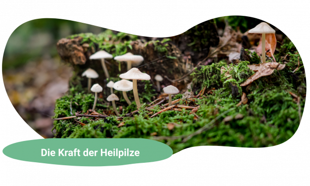 Heilpilze – Was wissenschaftlich bewiesen hilft – und was Du realistisch erwarten kannst