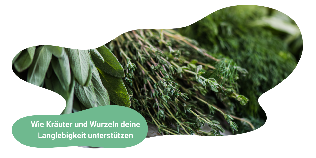 Kräuter und Wurzeln – Heilkraft für natürliche Leistungsfähigkeit