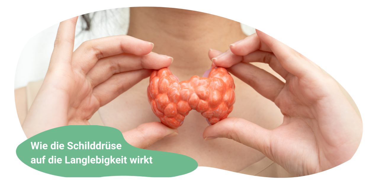 Schilddrüse und Longevity – ein oft unterschätzter Zusammenhang