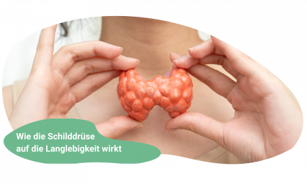 Schilddrüse und Longevity – ein oft unterschätzter Zusammenhang