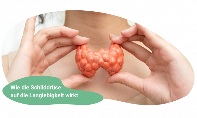 Schilddrüse und Longevity – ein oft unterschätzter Zusammenhang