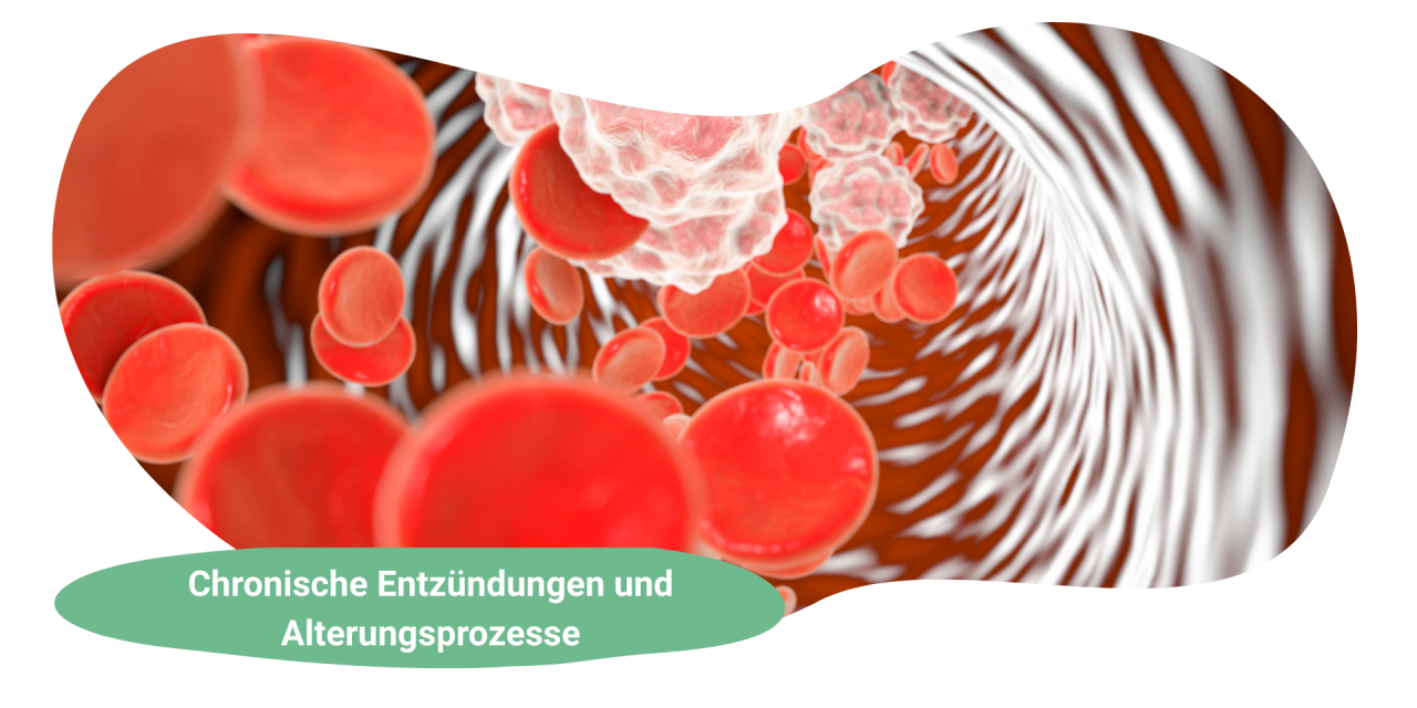 Longevity verstehen: Chronische Entzündungen und weitere beeinflussbare Faktoren